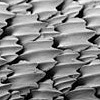 image of shark skin